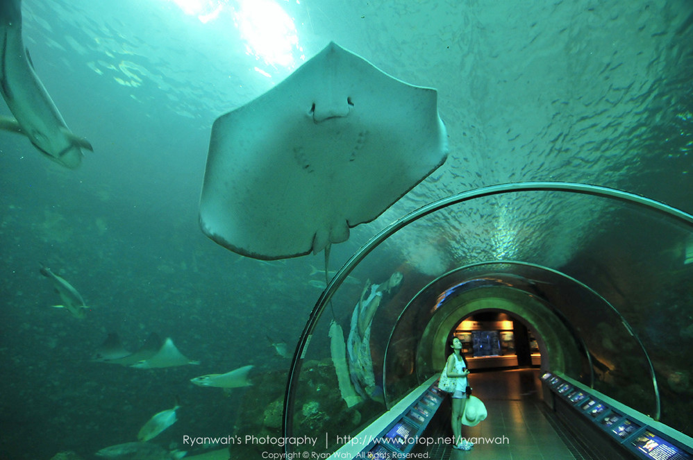 水族馆 