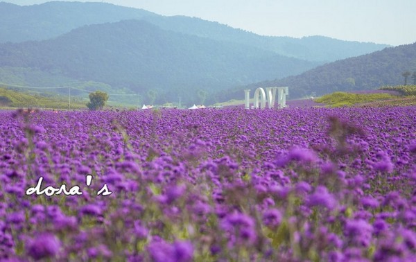 紫烟薰衣草庄园