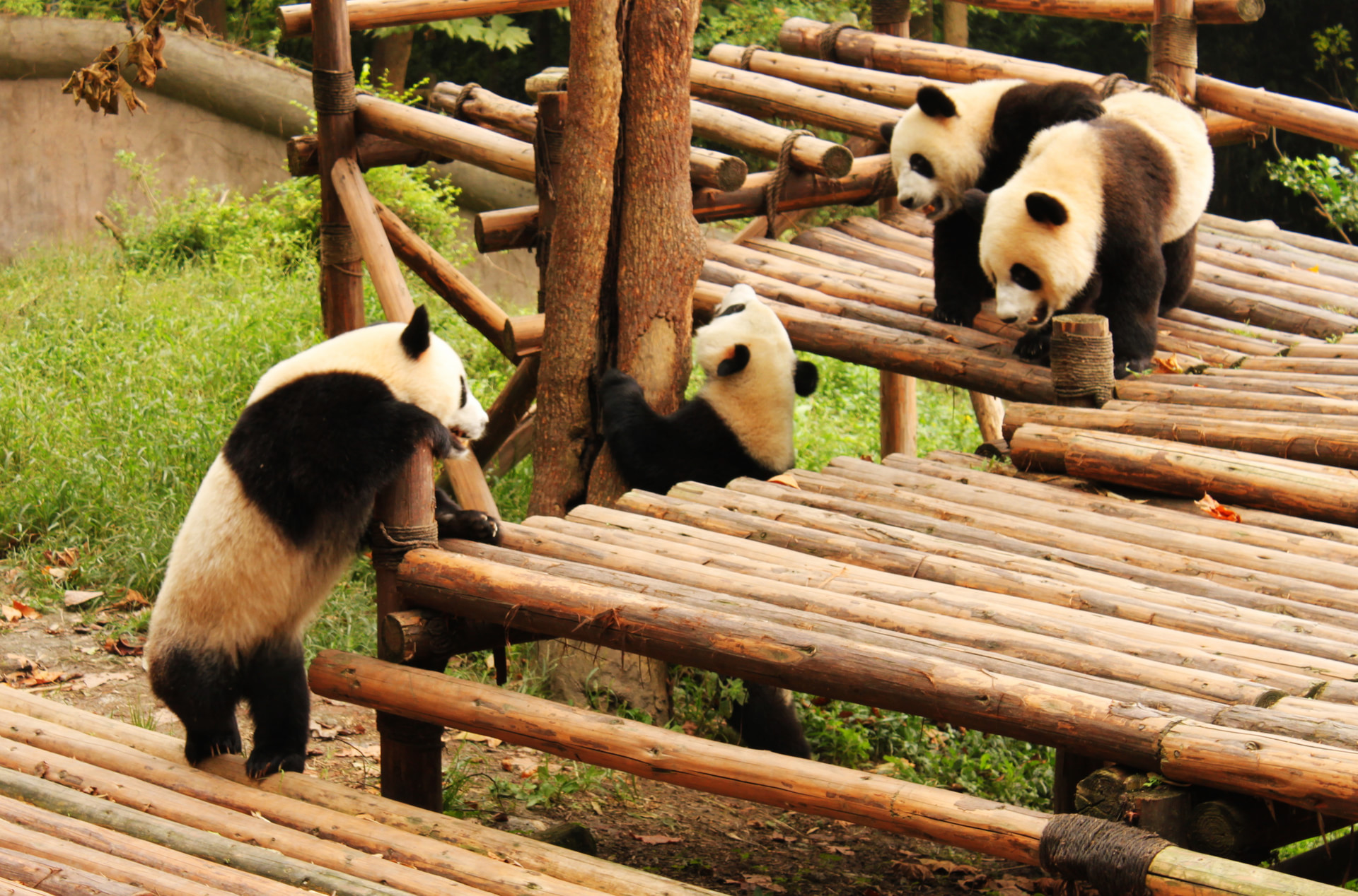 大熊猫繁育研究基地
